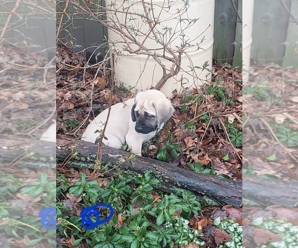 Medium Photo #2 Mastiff Puppy For Sale in MENTOR ON THE, OH, USA