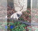 Small Photo #2 Mastiff Puppy For Sale in MENTOR ON THE, OH, USA
