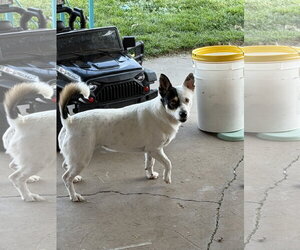 Ms. Willow - Female Mutt Dog for Adoption - Photo #10