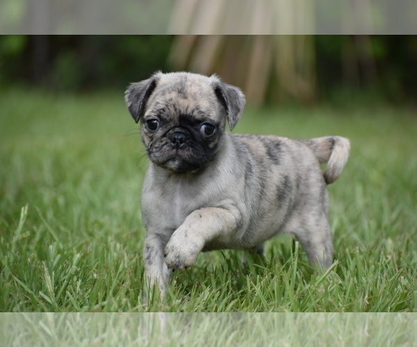 Medium Photo #5 Pug Puppy For Sale in PALM COAST, FL, USA
