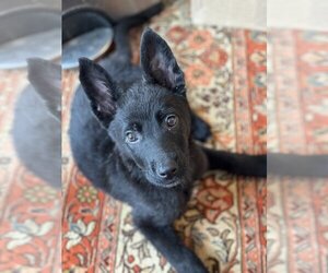German Shepherd Dog-Unknown Mix Dogs for adoption in Imlay City, MI, USA
