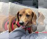Small #1 Dachshund