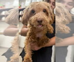 Small #3 Shih-Poo