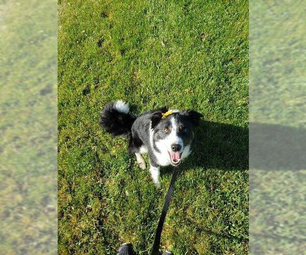 Medium Photo #4 Border Collie Puppy For Sale in Salt Lake City, UT, USA