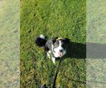 Small #3 Border Collie