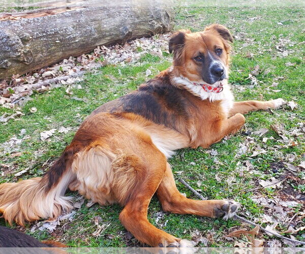 Medium Photo #3 English Shepherd-Unknown Mix Puppy For Sale in Brooklyn Center, MN, USA
