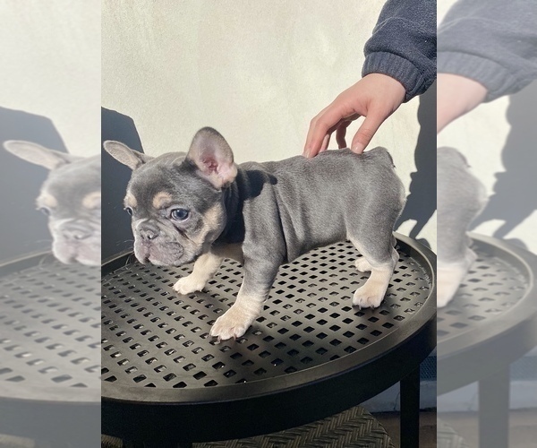 Medium Photo #1 French Bulldog Puppy For Sale in GILROY, CA, USA