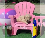 Small Photo #2 Goldendoodle Puppy For Sale in CLIMAX, NC, USA