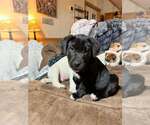 Small #1 Labrador Retriever Mix