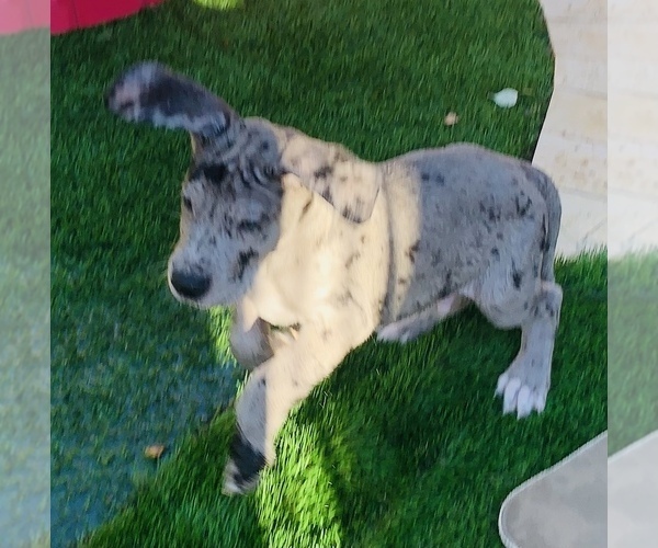 Medium Photo #14 Great Dane Puppy For Sale in MARICOPA, AZ, USA