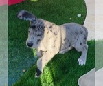 Small Photo #14 Great Dane Puppy For Sale in MARICOPA, AZ, USA