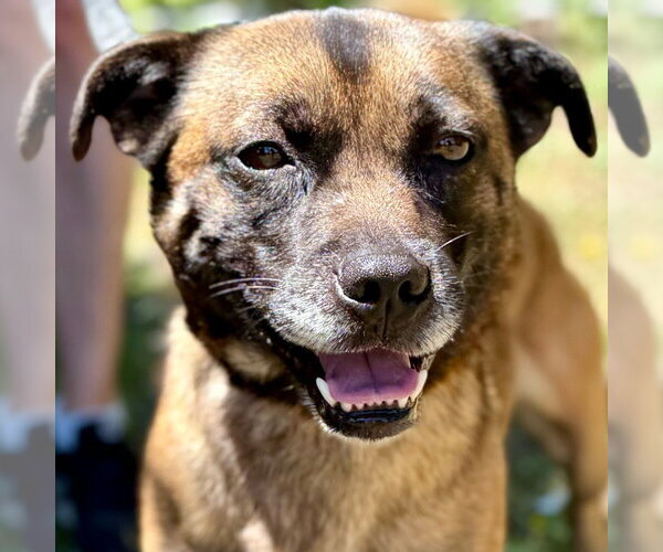Medium Photo #11 Mutt Puppy For Sale in Canton, CT, USA