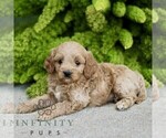 Small Photo #3 Cavapoo Puppy For Sale in PARADISE, PA, USA