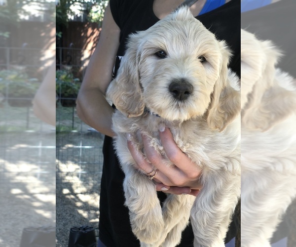 Medium Photo #10 Labradoodle Puppy For Sale in MEDFORD, OR, USA