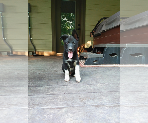 Medium Photo #3 Mutt Puppy For Sale in Sandy, UT, USA