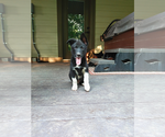 Small #2 Mutt
