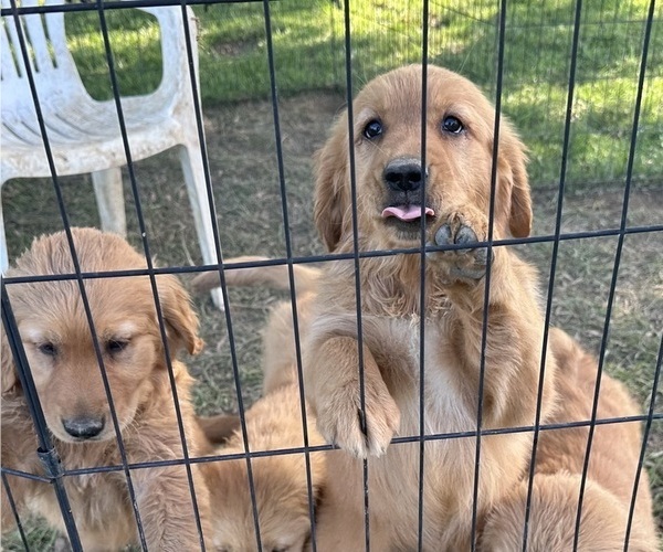 Medium Photo #6 Golden Retriever Puppy For Sale in CLEVELAND, TN, USA