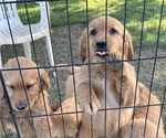 Small #5 Golden Retriever