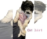 Small Photo #1 Goldendoodle Puppy For Sale in FLORA, MS, USA