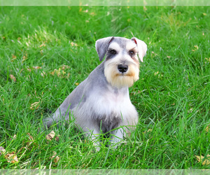 Schnauzer (Miniature) Puppy for sale in SYRACUSE, IN, USA