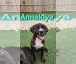 Puppy Annakiya America Bandogge Mastiff