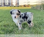 Small Photo #2 Australian Shepherd Puppy For Sale in LODA, IL, USA