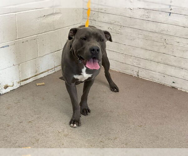 Medium Photo #1 Mutt Puppy For Sale in San Bernardino, CA, USA