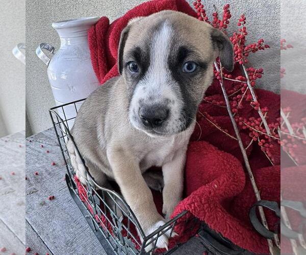 Medium Photo #3 Boxer-Unknown Mix Puppy For Sale in San Diego, CA, USA
