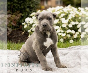 Cane Corso Puppy for sale in HONEY BROOK, PA, USA