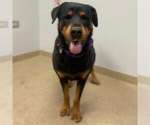 Rottweiler Dogs for adoption in Aurora, CO, USA