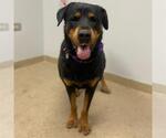 Small Rottweiler