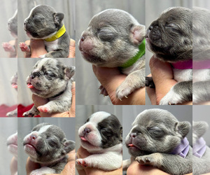 French Bulldog Puppy for Sale in FAYETTEVILLE, North Carolina USA