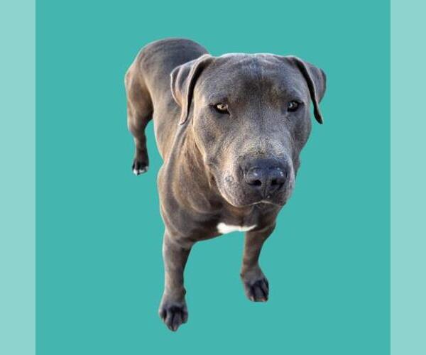 Medium Photo #1 Mutt Puppy For Sale in Bakersfield, CA, USA