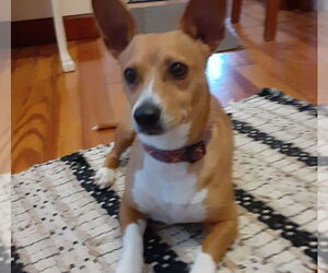 Chihuahua-Unknown Mix Dogs for adoption in Alexandria, KY, USA