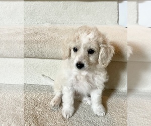 Maltipoo Puppy for sale in WEST BLOOMFIELD, MI, USA