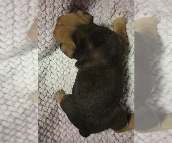 Medium Photo #3 Olde English Bulldogge Puppy For Sale in ATHOL, ID, USA