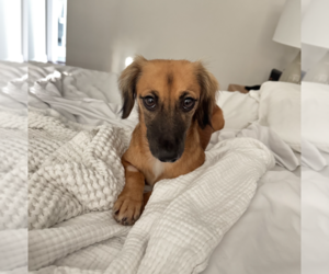 Klara - Female Dachshund-Unknown Mix Dog for Adoption - Photo #4