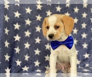 Cocker Spaniel-Jack Russell Terrier Mix Puppy for sale in LANCASTER, PA, USA
