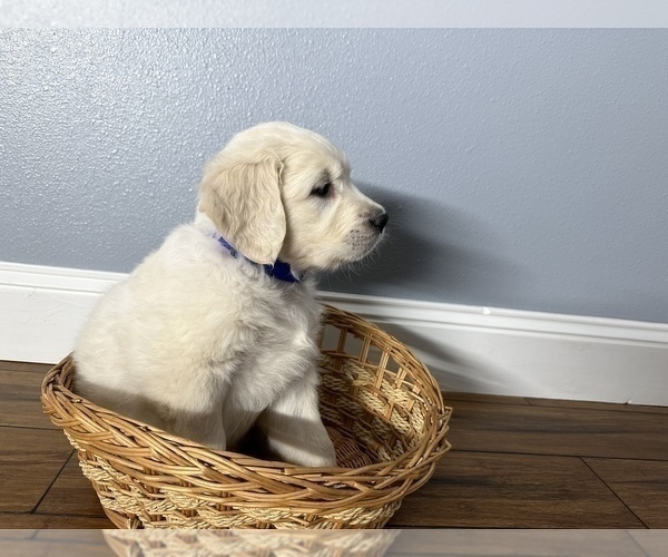Medium Photo #3 Golden Retriever Puppy For Sale in SIOUX FALLS, SD, USA