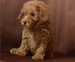 Small Photo #1 Poodle (Miniature) Puppy For Sale in PATERSON, NJ, USA