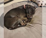 Small #12 American Staffordshire Terrier Mix