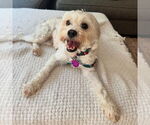 Small #1 Maltese