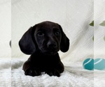 Small #2 Dachshund