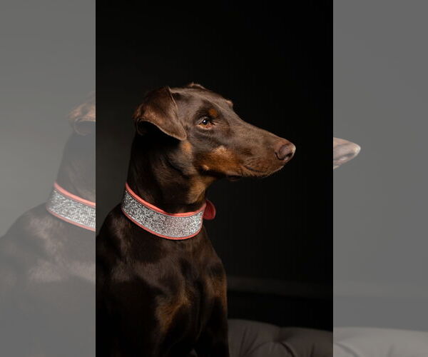 Medium Photo #11 Doberman Pinscher Puppy For Sale in Buffalo, MN, USA