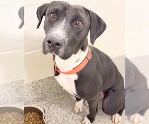 SAVANNAH - Female Labrador Retriever-Unknown Mix Dog for Adoption - Photo #3