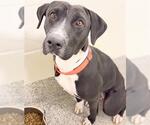 Small #2 Labrador Retriever Mix