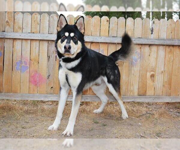 Medium Photo #2 German Shepherd Dog-Siberian Husky Mix Puppy For Sale in West Valley, UT, USA