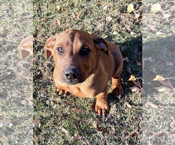 Medium Photo #5 Coonhound-Labrador Retriever Mix Puppy For Sale in Princeton, MN, USA