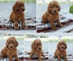 Small Photo #1 Goldendoodle Puppy For Sale in BREMEN, IN, USA