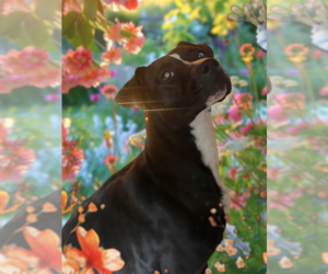 Labrador Retriever Dogs for adoption in garner, NC, USA